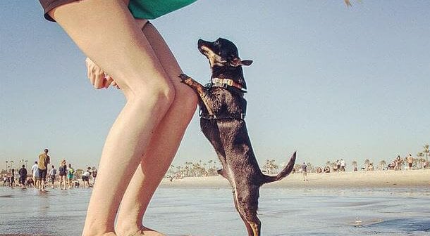 49 Thoughts You’ll Probably Have When You Adopt Your First Rescue Dog
