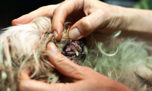 PETA rescue Soupster - close-up of teeth