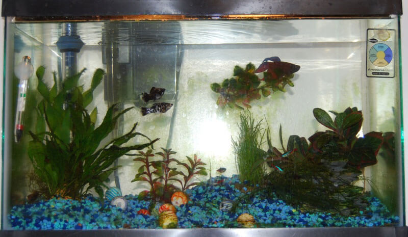 NEVER Buy Betta Fish as Pets Here's Why PETA Living