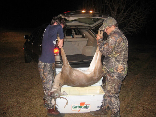 dead deer carried by hunters