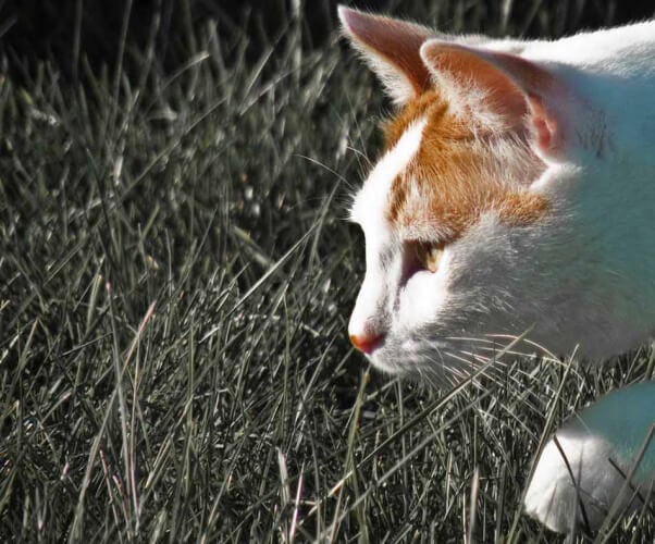 Cat stalking prey