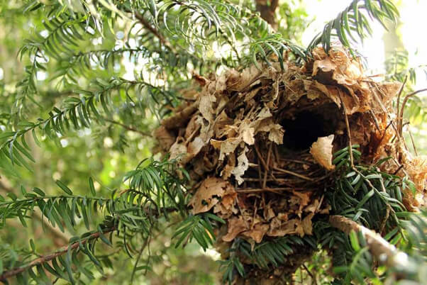 Empty Bird Nest