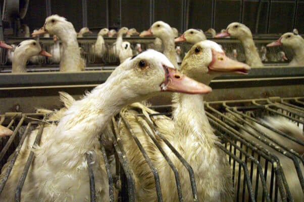 Foie Gras Commonwealth Investigation