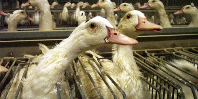 Video: Mark Rylance Calls Out Foie Gras Cruelty