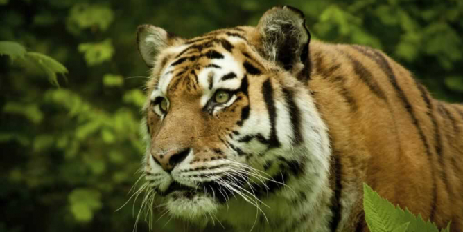 Tiger among greenery