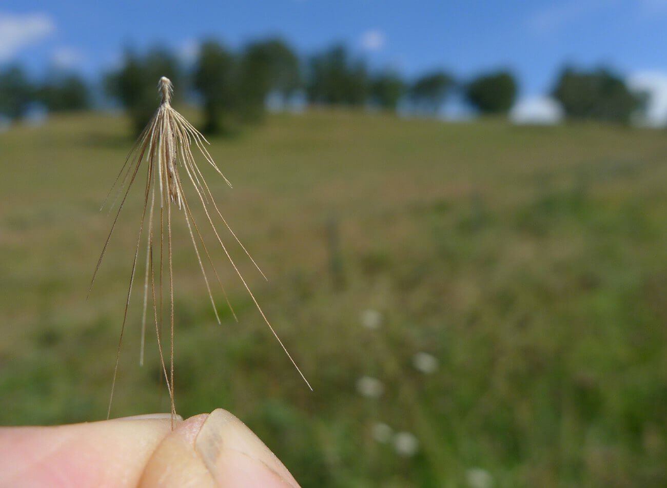 Foxtail plant a threat to dogs, cats and horses