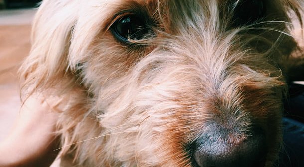 Dogs Suffer From Anxiety, Too