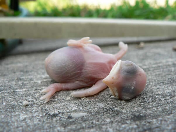 Newborn-Baby-Bird