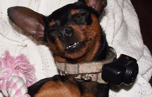 Aggressive Dogs And Shock Collars Aggressive Dogs And Shock Collars