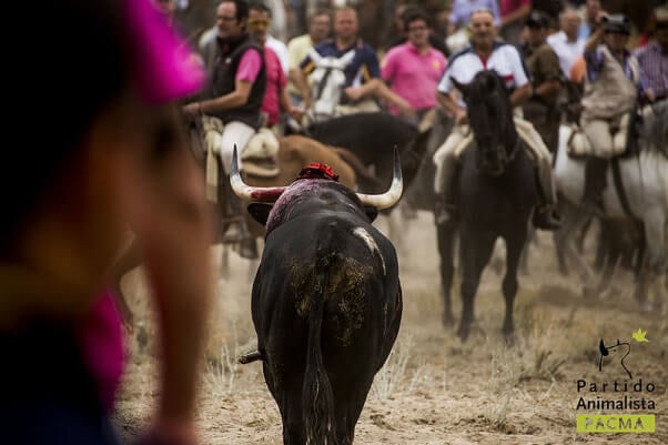 Toro de la Vega