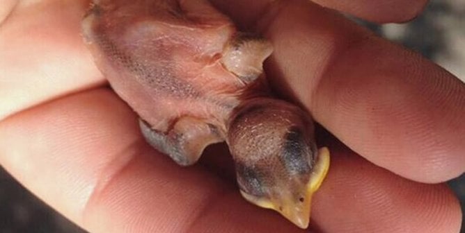 Rescued Baby Bird Nestling