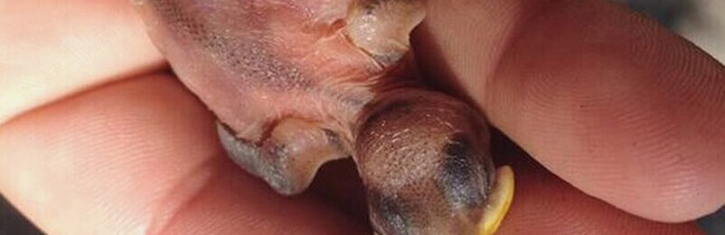 Rescued Baby Bird Nestling