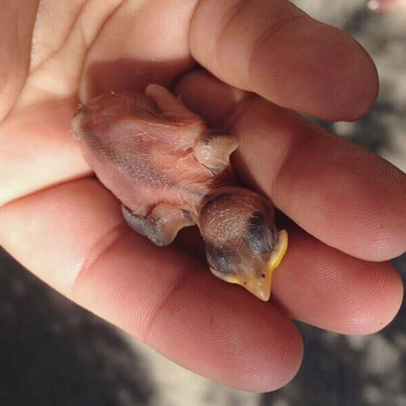 baby blue jay fell out of nest