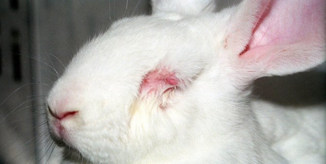 Victoria’s Dirty Secret: Paying for Cruel Tests on Animals in China