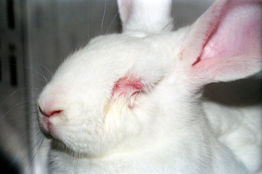 bunny used for animal testing