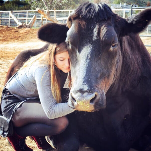 farm sanctuary cow