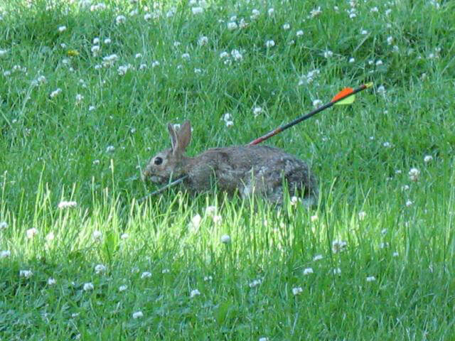9 Things No One Told You About Hunting | PETA 9 Things No One Told You About Hunting | PETA