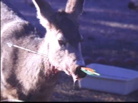 hunting-deer-with-arrow-in-nose-Copy-Copy