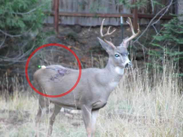 9 Things No One Told You About Hunting | PETA 9 Things No One Told You About Hunting | PETA
