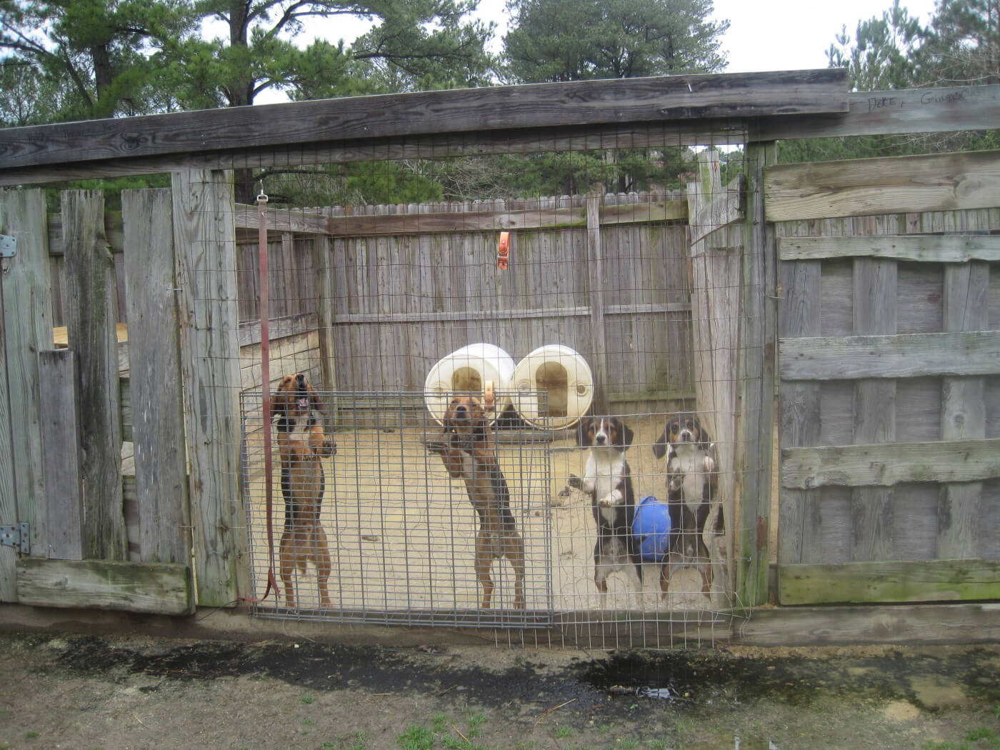 9 Things No One Told You About Hunting | PETA 9 Things No One Told You About Hunting | PETA