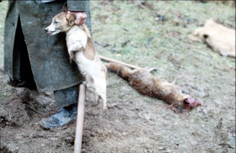 9 Things No One Told You About Hunting PETA