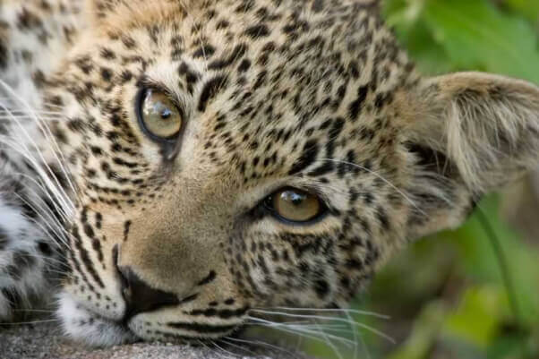 Leopard cub