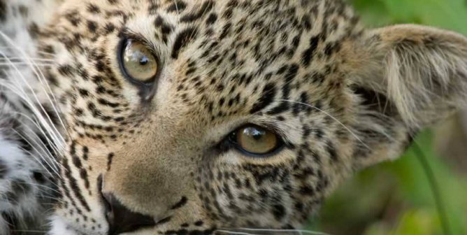 Close-up of young leopard