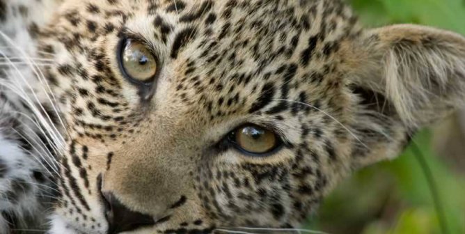 Close-up of young leopard