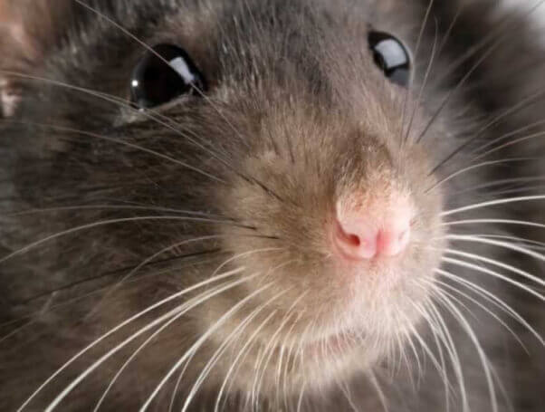 Close-up of rat's face