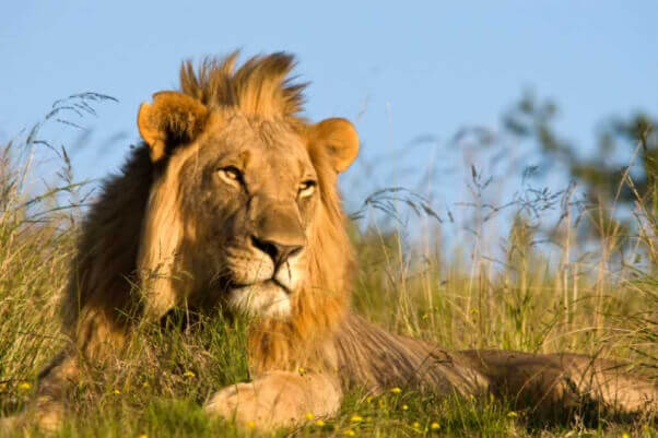 Male lion