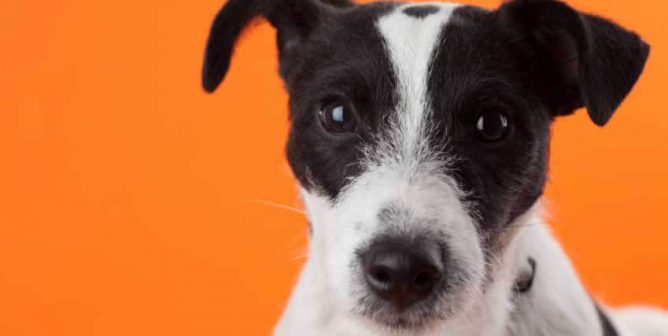 Cute Jack Russell terrier against bright orange background