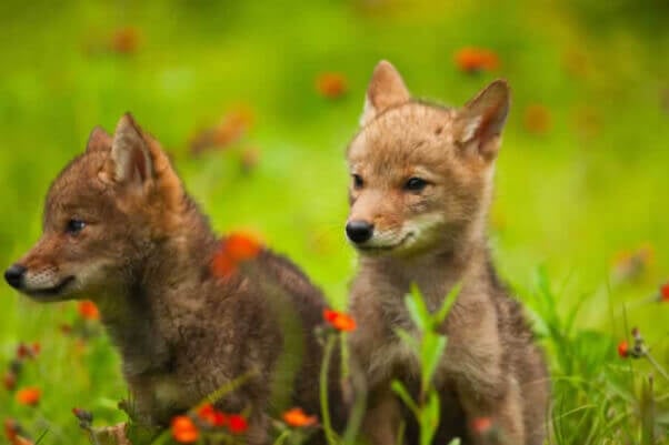 Coyote pups