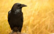He Infects Crows With West Nile Virus and Watches Them Suffer