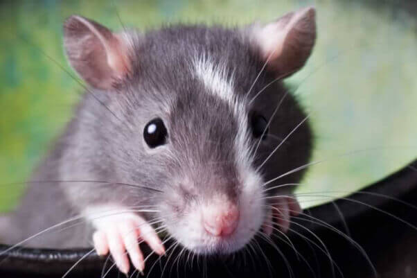 a gray rat peeks out over the rim of a container