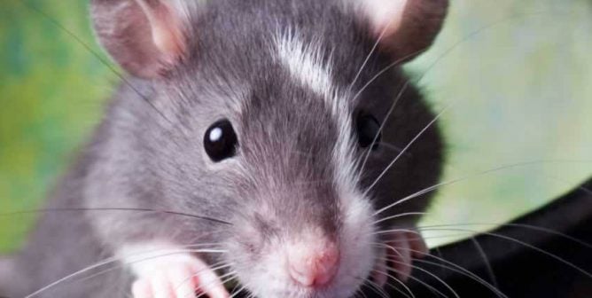 a gray rat peeks out over the rim of a container