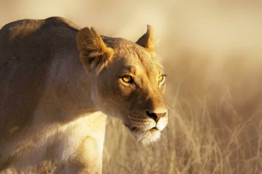 Female lion in the wild