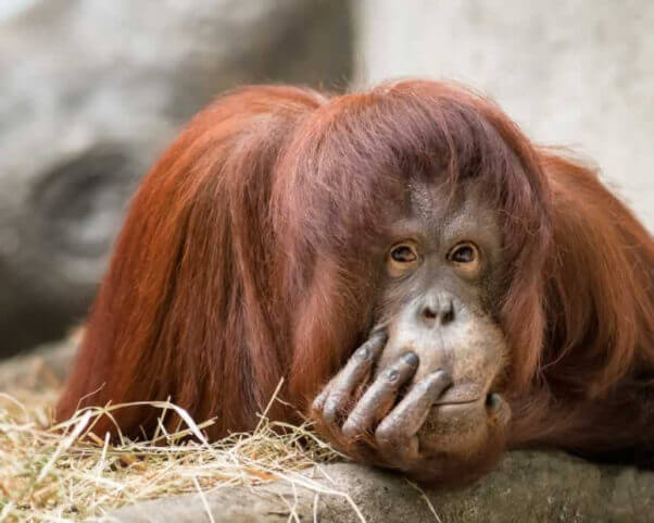 Orangutan