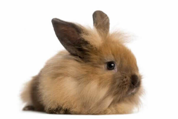 Angora rabbit