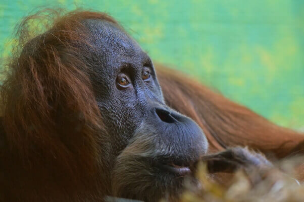 Close-up of orangutan