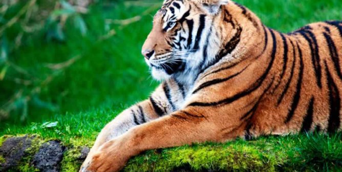 Tiger photographed in profile lying on green grass