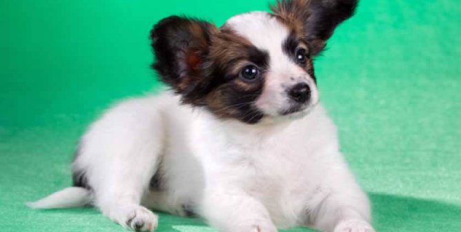 Alert white-and-brown puppy against green background