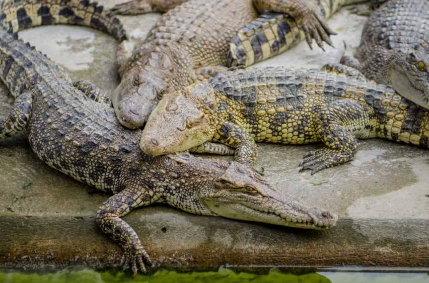 Animal rights group Peta buys stake in Louis Vuitton owner to pressure firm  to stop using crocodile skin, The Independent