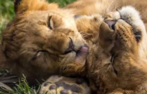 Lion cubs