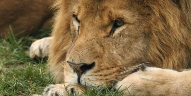 Close-up of male lion