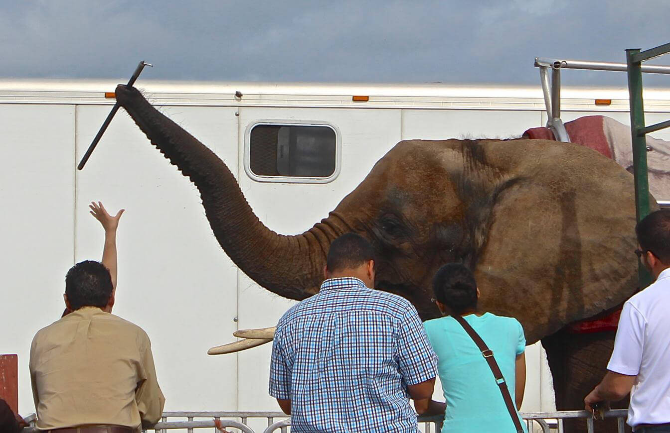 Tractor Supply Company Takes Steps To Help Ailing Elephant Nosey
