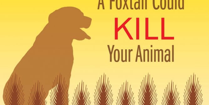 can a dog get sick from killing a cat