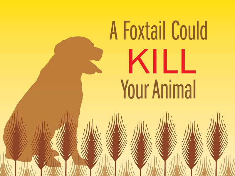 what plants can kill dogs