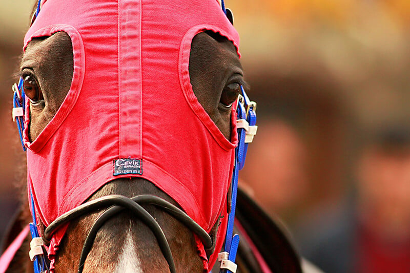 horse with racing gear facing camera