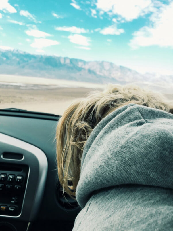 Dog in Car on Roadtrip