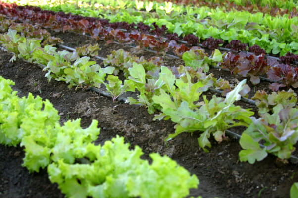 lettuce veggie garden
